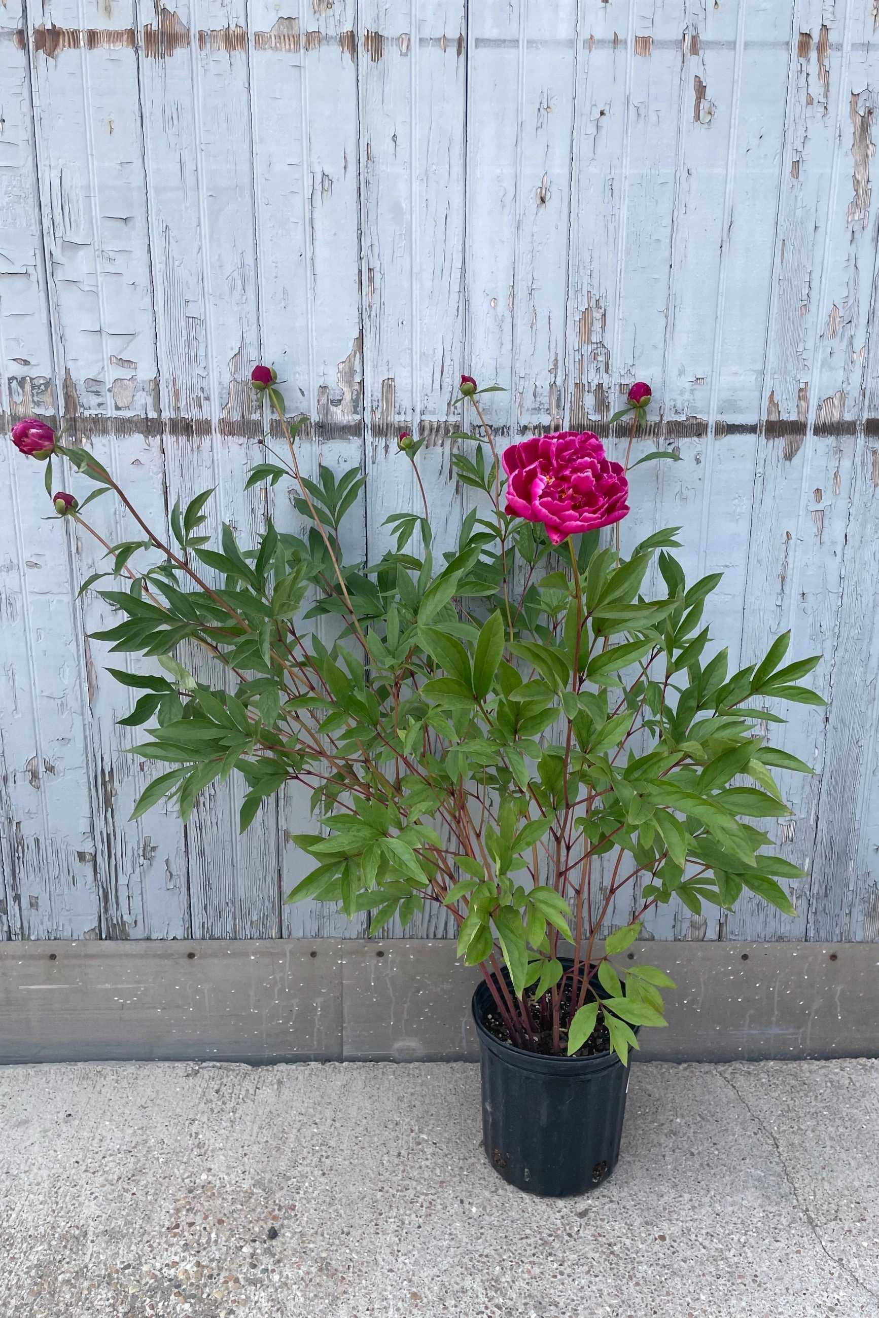 Paeonia 'Karl Rosenfield' #2