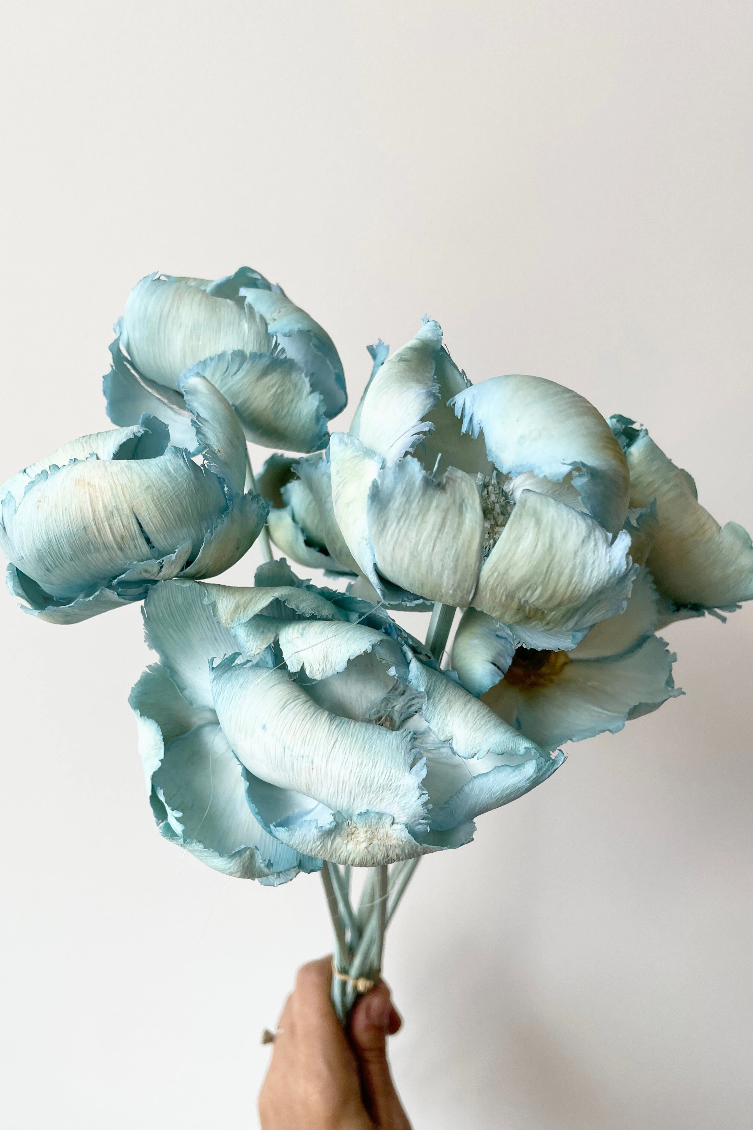 Palm Cap Baby Blue Pastel Preserved Bunch indoor houseplants  