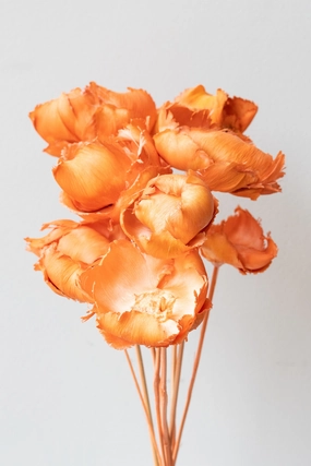 Palm Cap Peach Pastel Preserved Bunch indoor houseplants  