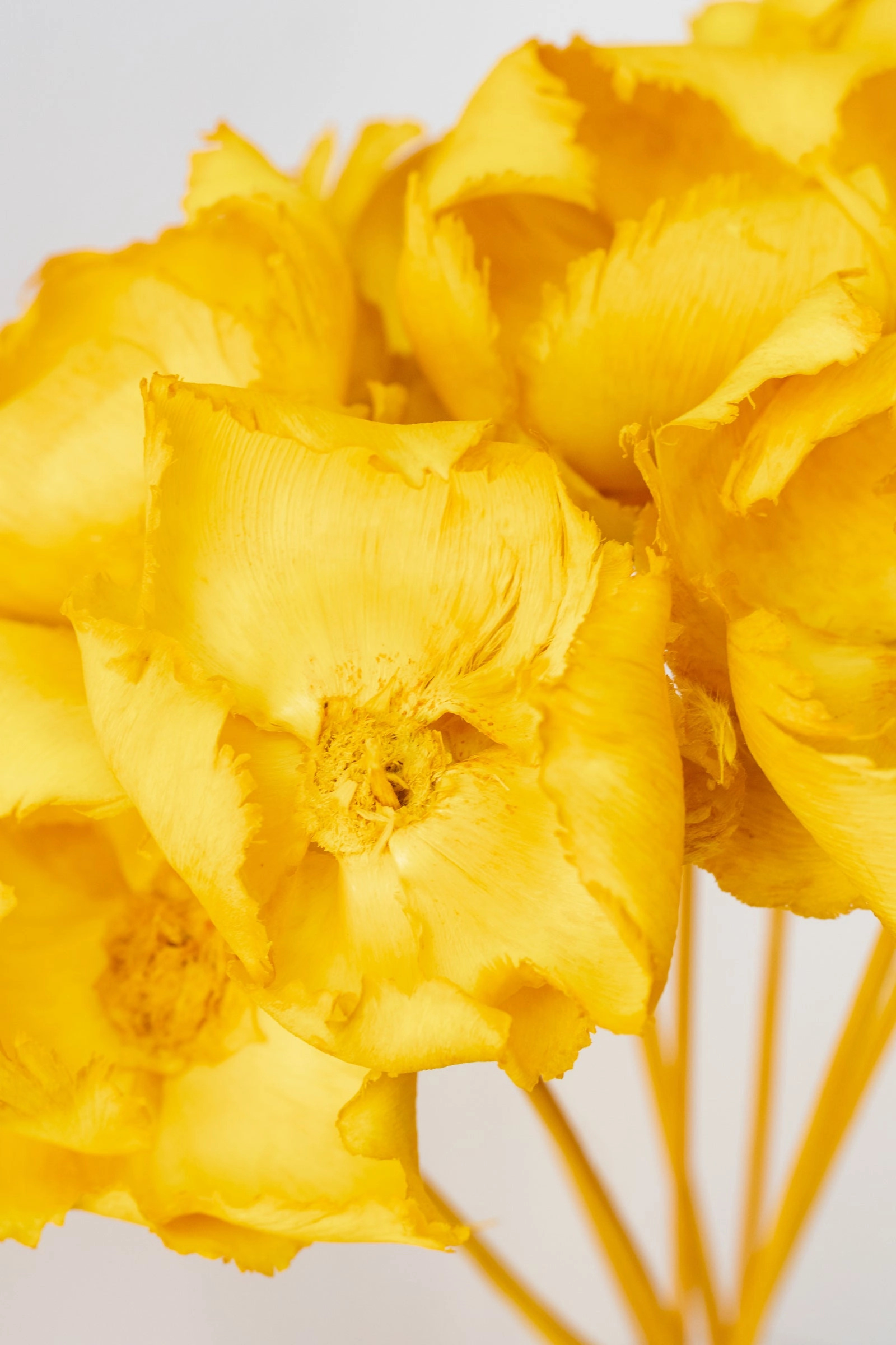 Palm Cap Yellow Pastel Preserved Bunch