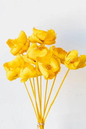 Palm Cap Yellow Pastel Preserved Bunch indoor houseplants  