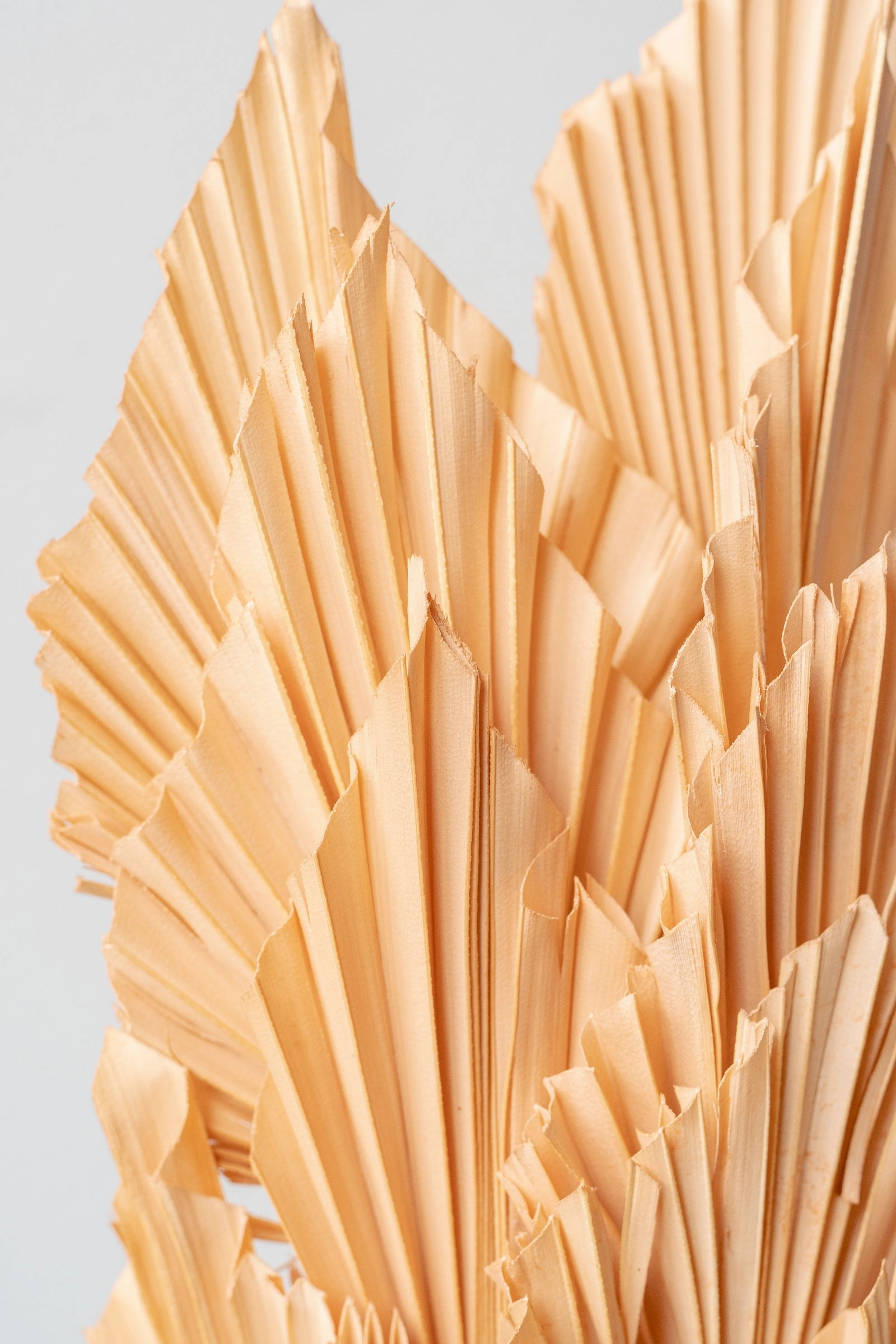 Palm Spear Light Peach Pastel Preserved Bunch