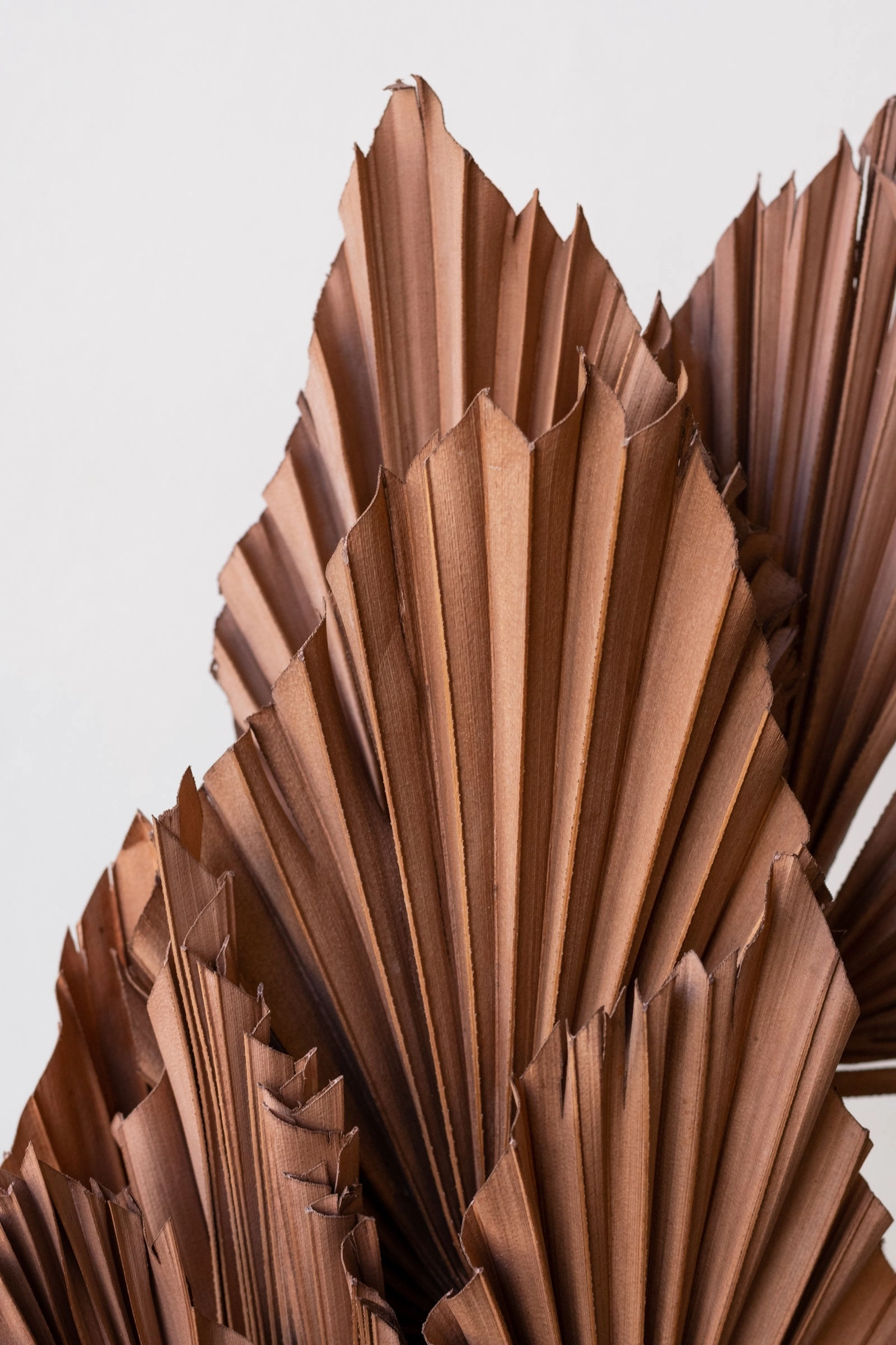 Palm Spear Sepia Pastel Preserved Bunch
