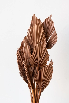 Palm Spear Sepia Pastel Preserved Bunch indoor houseplants  