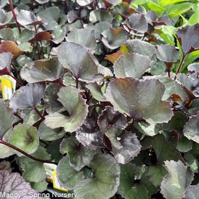 Pandora Ragwort | Ligularia dentata single layer plant shelf  