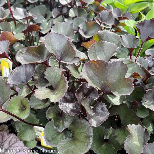 Pandora Ragwort | Ligularia dentata single layer plant shelf  