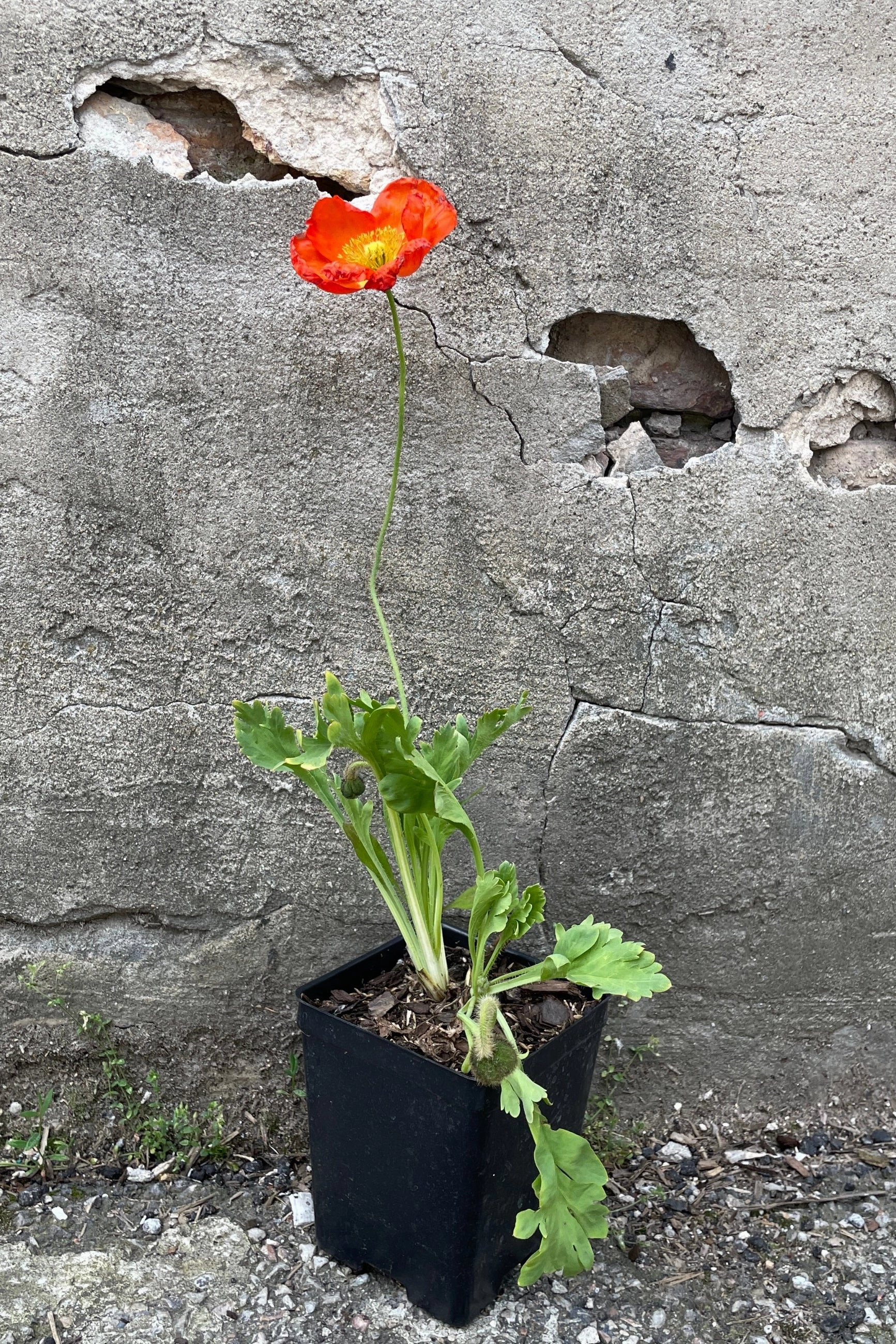Papaver n. 'Champagne Bubbles' 1qt