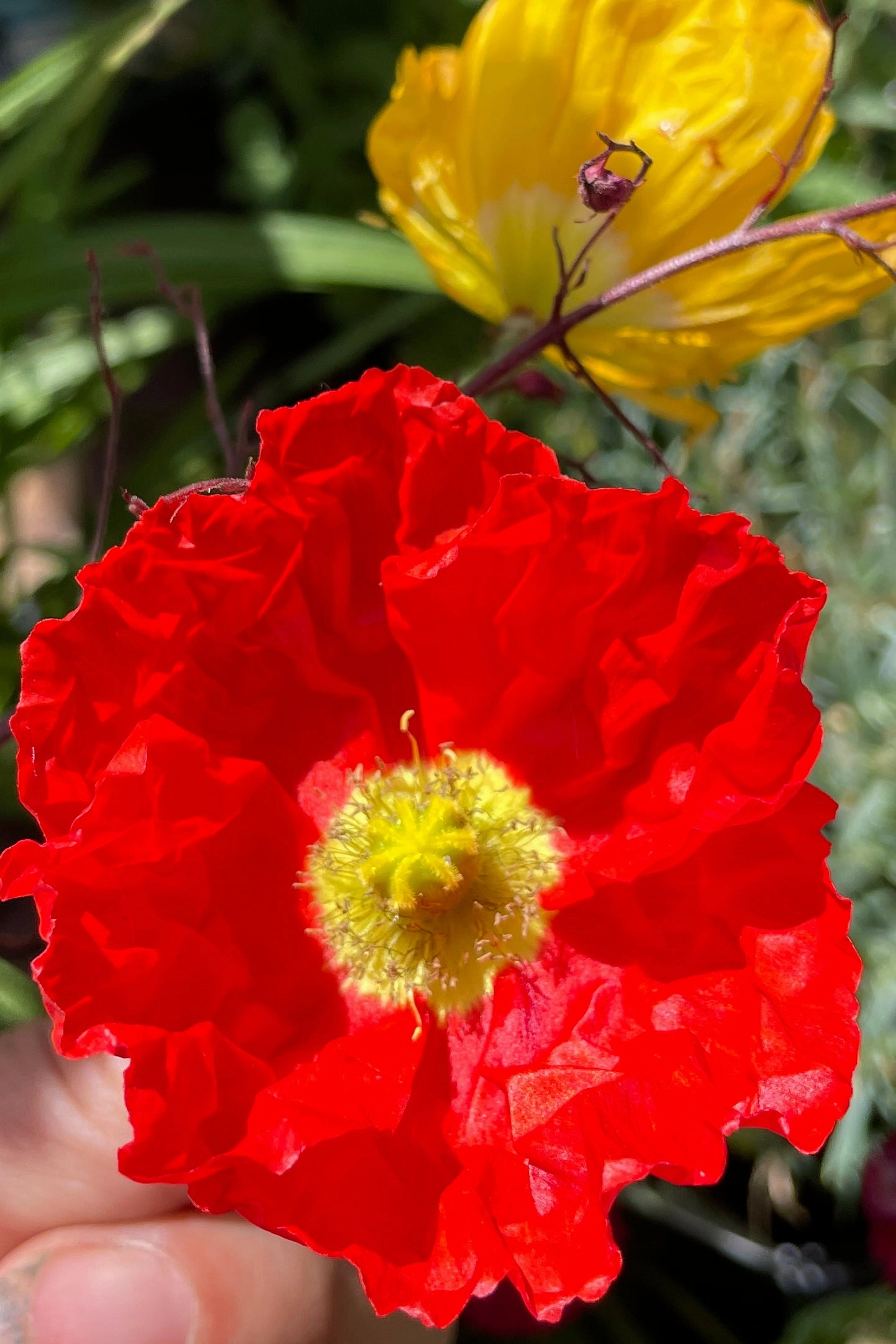Papaver n. 'Champagne Bubbles' 1qt