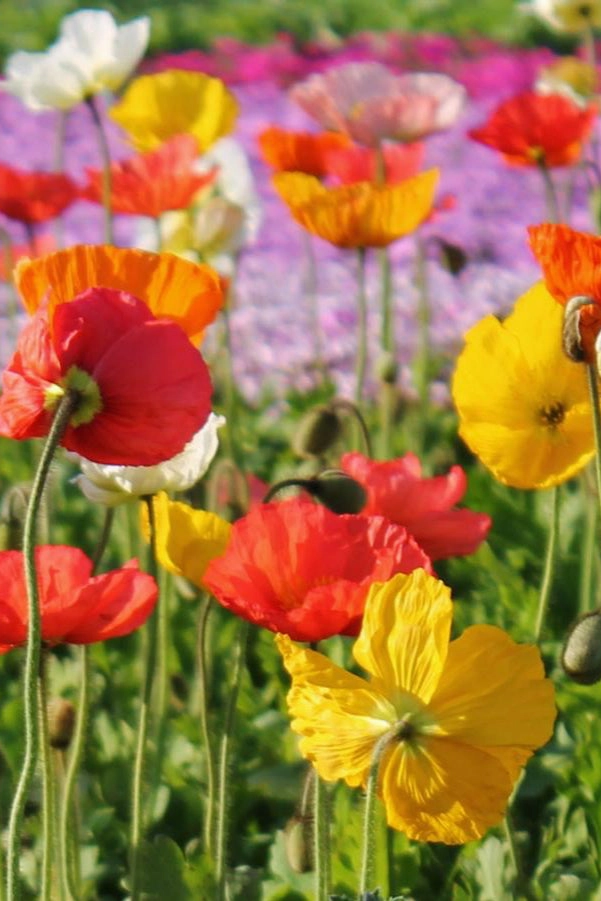 Papaver n. 'Champagne Bubbles' 1qt