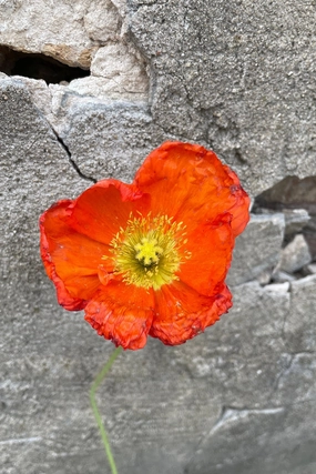 Papaver n. 'Champagne Bubbles' 1qt decorative flowerpot  