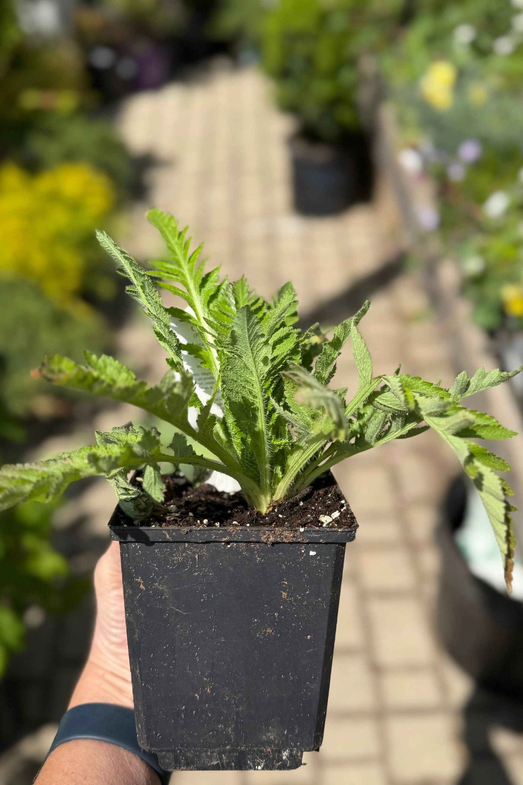 Papaver o. 'Allegro' 1qt