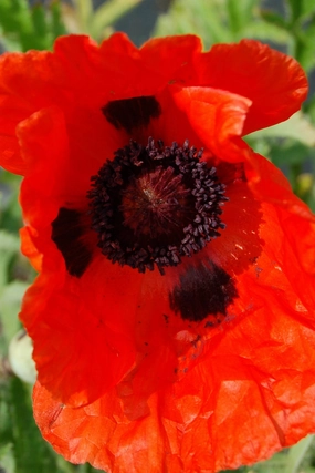 Papaver o. 'Allegro' 1qt decorative flowerpot  