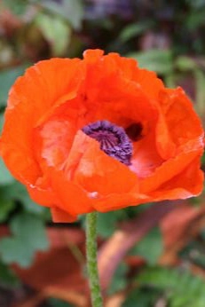 Papaver o. 'Brilliant' 4.5" decorative flowerpot  