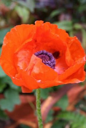 Papaver o. 'Brilliant' 4.5" decorative flowerpot  