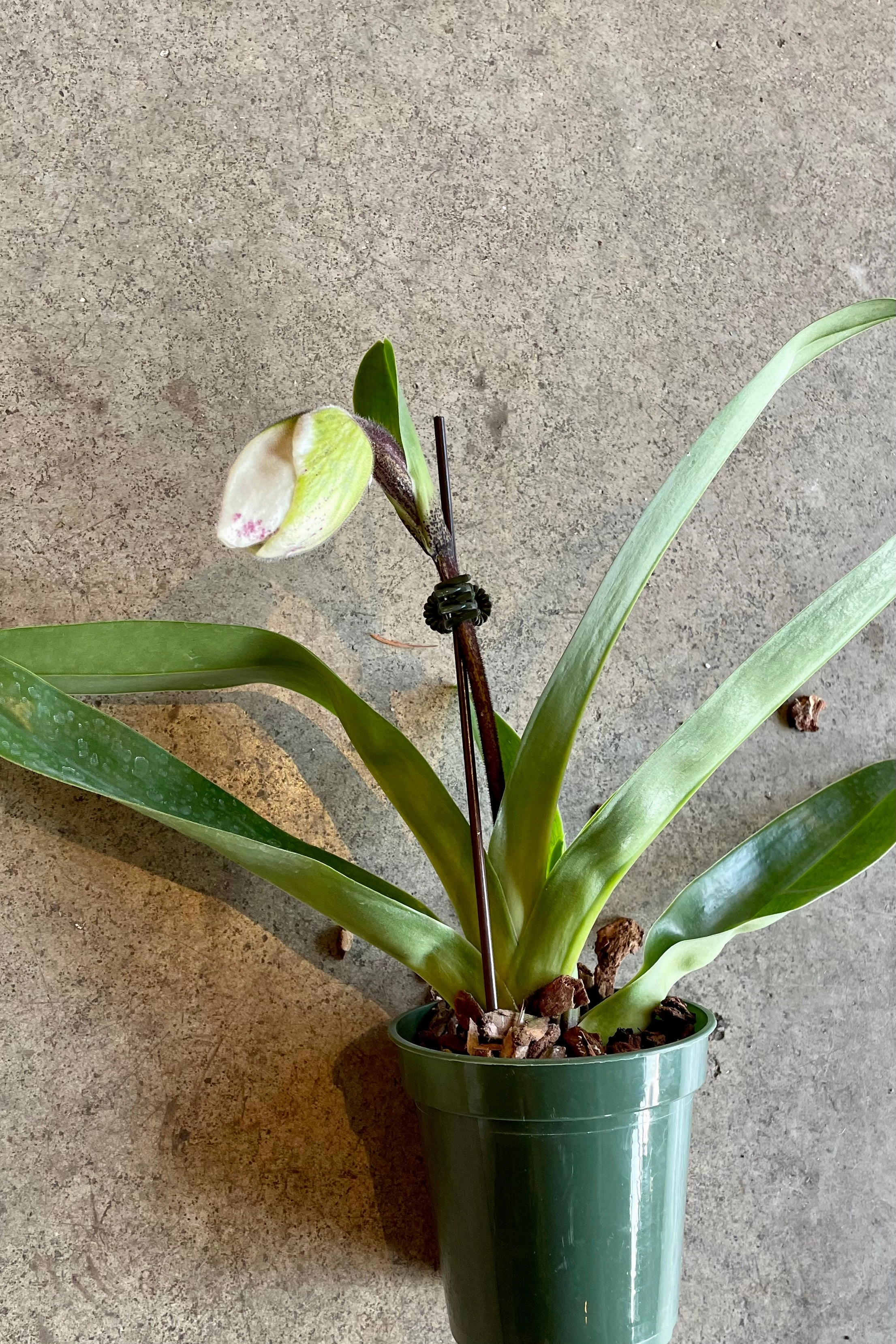 Paphiopedilum "Lady Slipper Orchid" medium