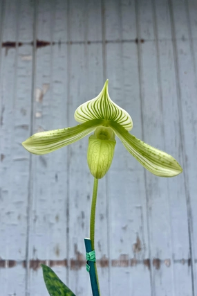 Paphiopedilum "Lady Slipper Orchid" medium medium flower pot  