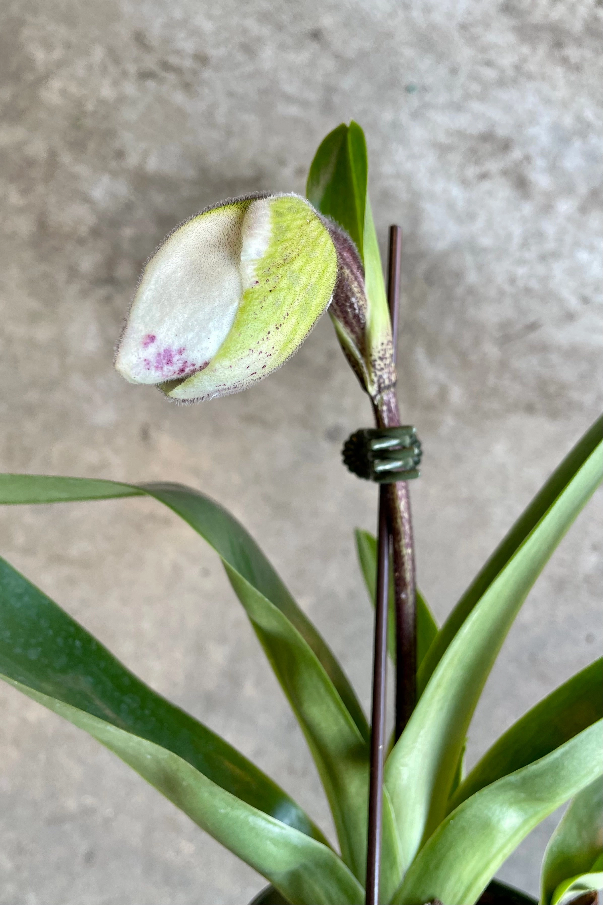 Paphiopedilum "Lady Slipper Orchid" medium