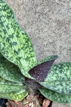 Paphiopedilum "Lady Slipper Orchid" small medium flower pot  