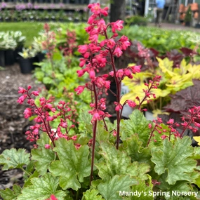 Paris Coral Bells | Heuchera 'Paris' single layer plant shelf  