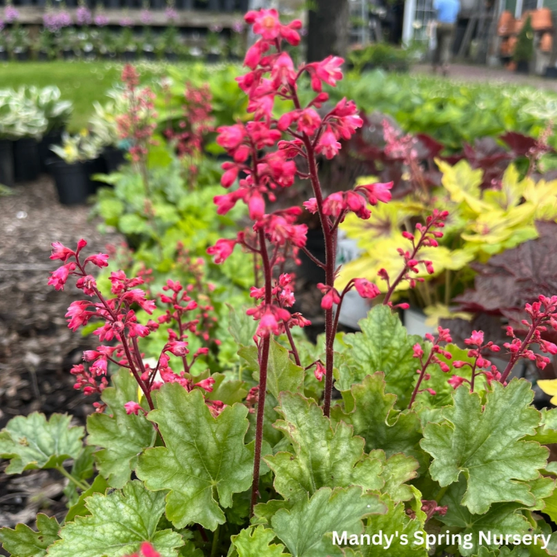 Paris Coral Bells | Heuchera 'Paris' single layer plant shelf  