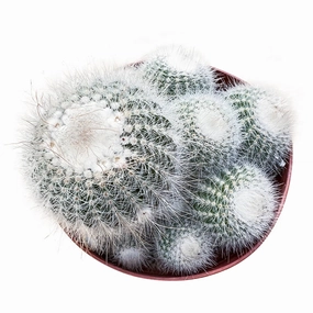 Parodia scopa / Silver Ball Cactus (4 inch) mini ornamental plant  