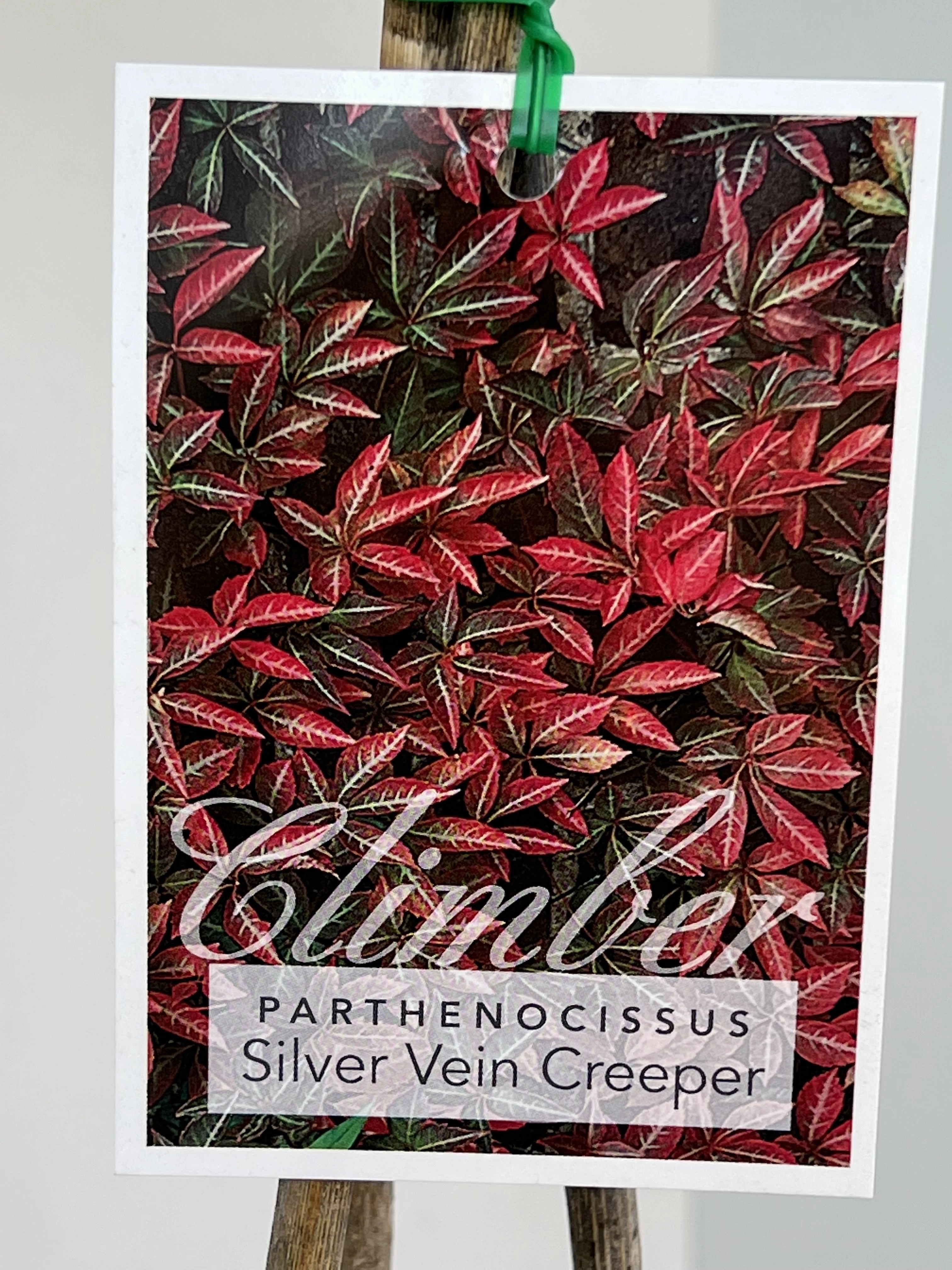 Parthenocissus henryana small flower pot  