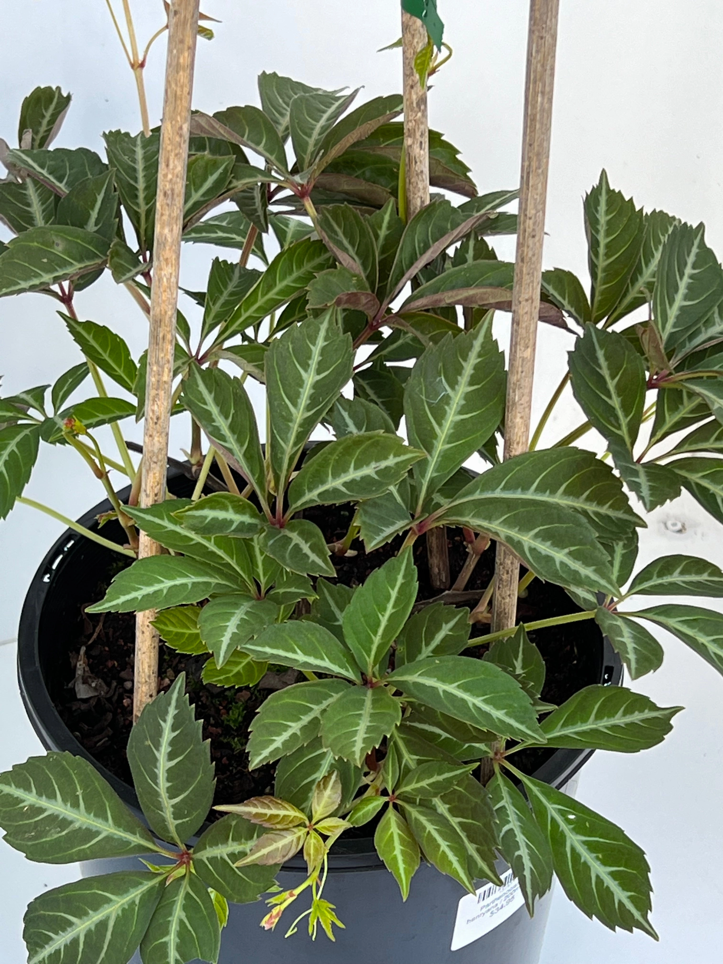 Parthenocissus henryana