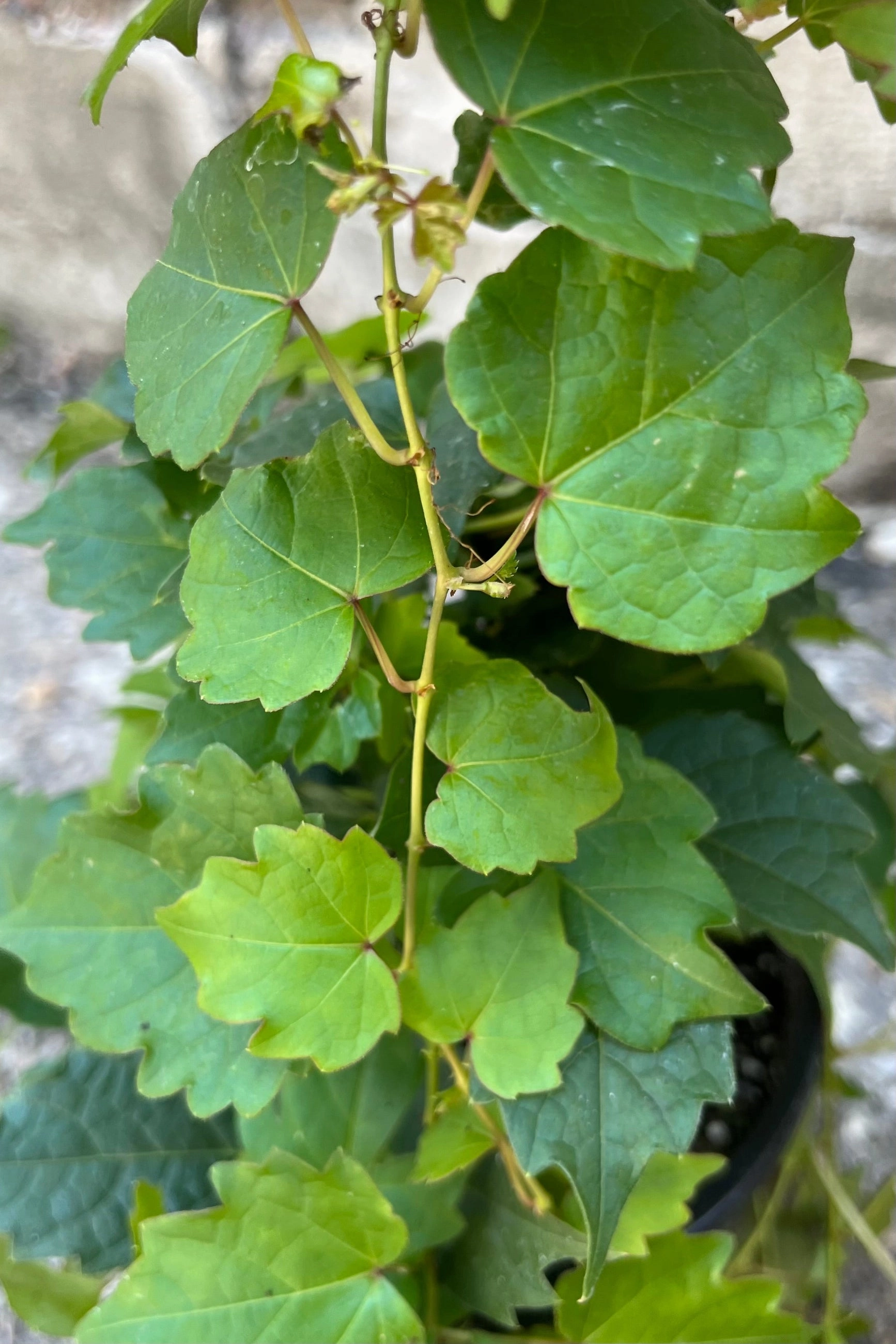 Parthenocissus tricuspidata #1 decorative flowerpot  