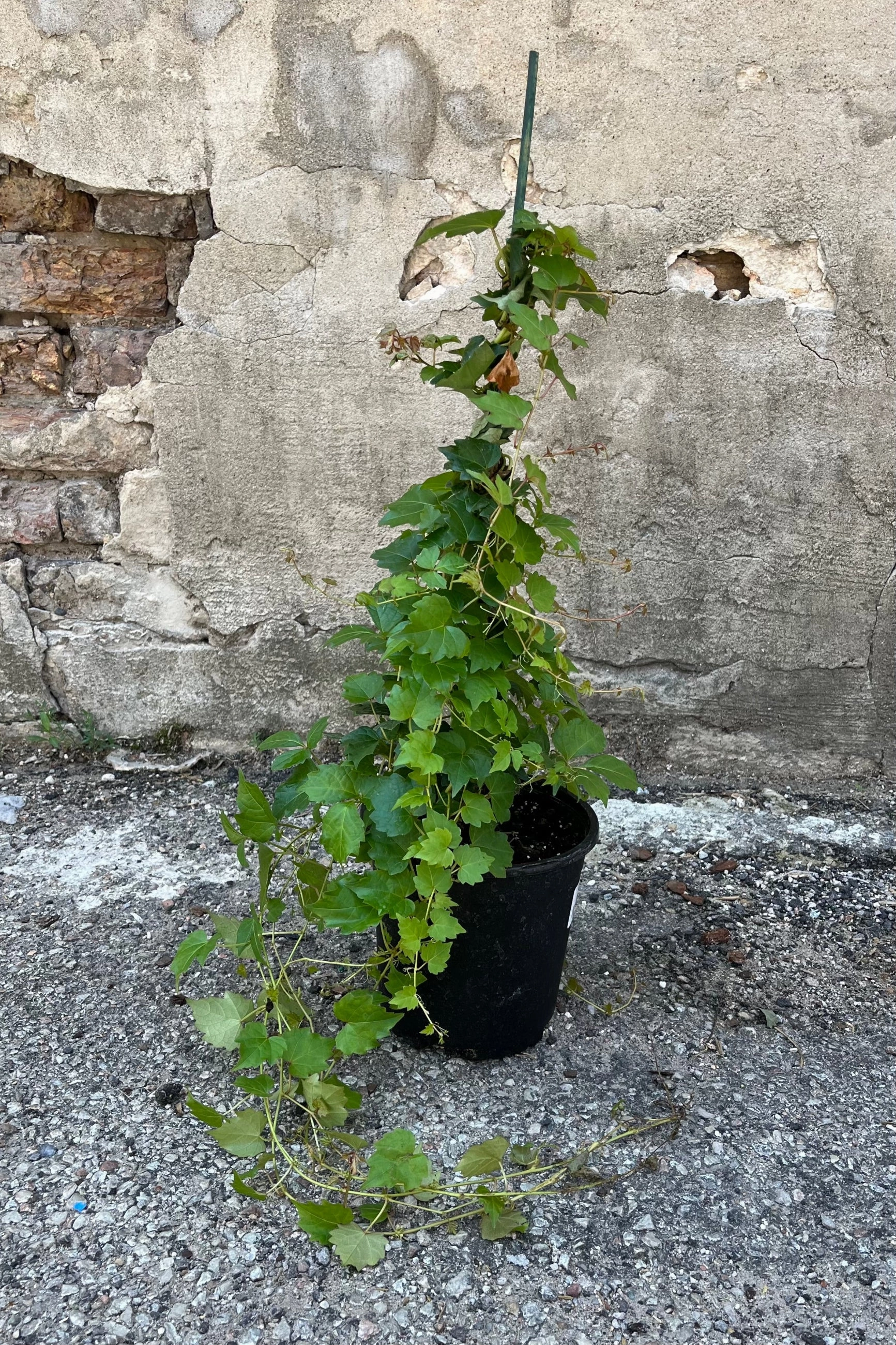 Parthenocissus tricuspidata #1