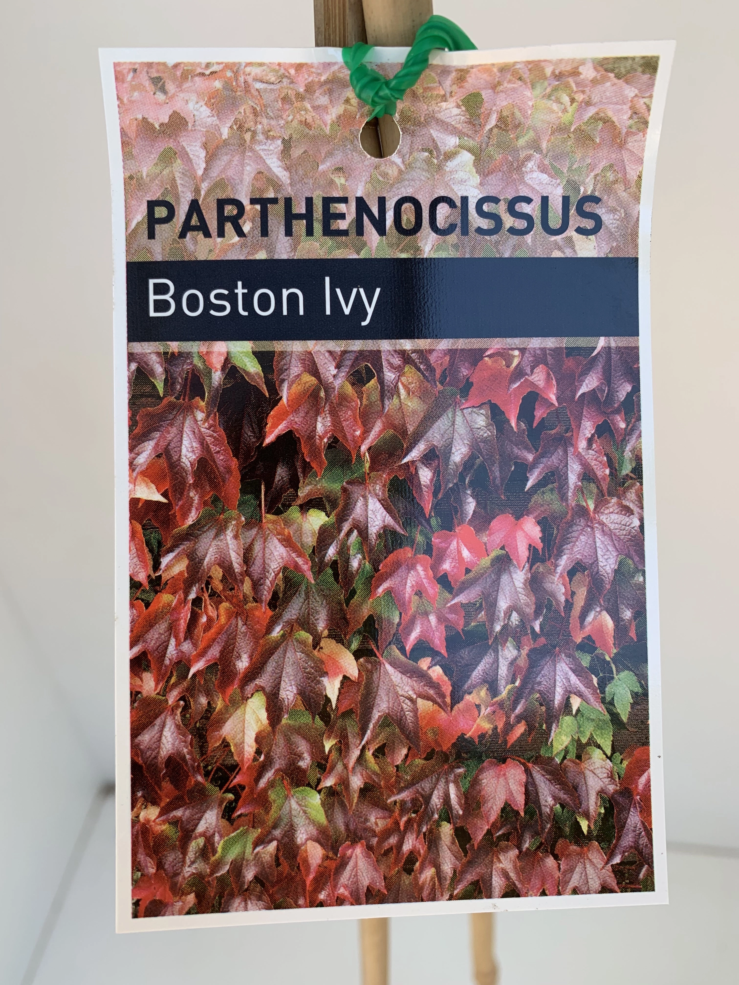 Parthenocissus tricuspidata Boston Ivy small flower pot  