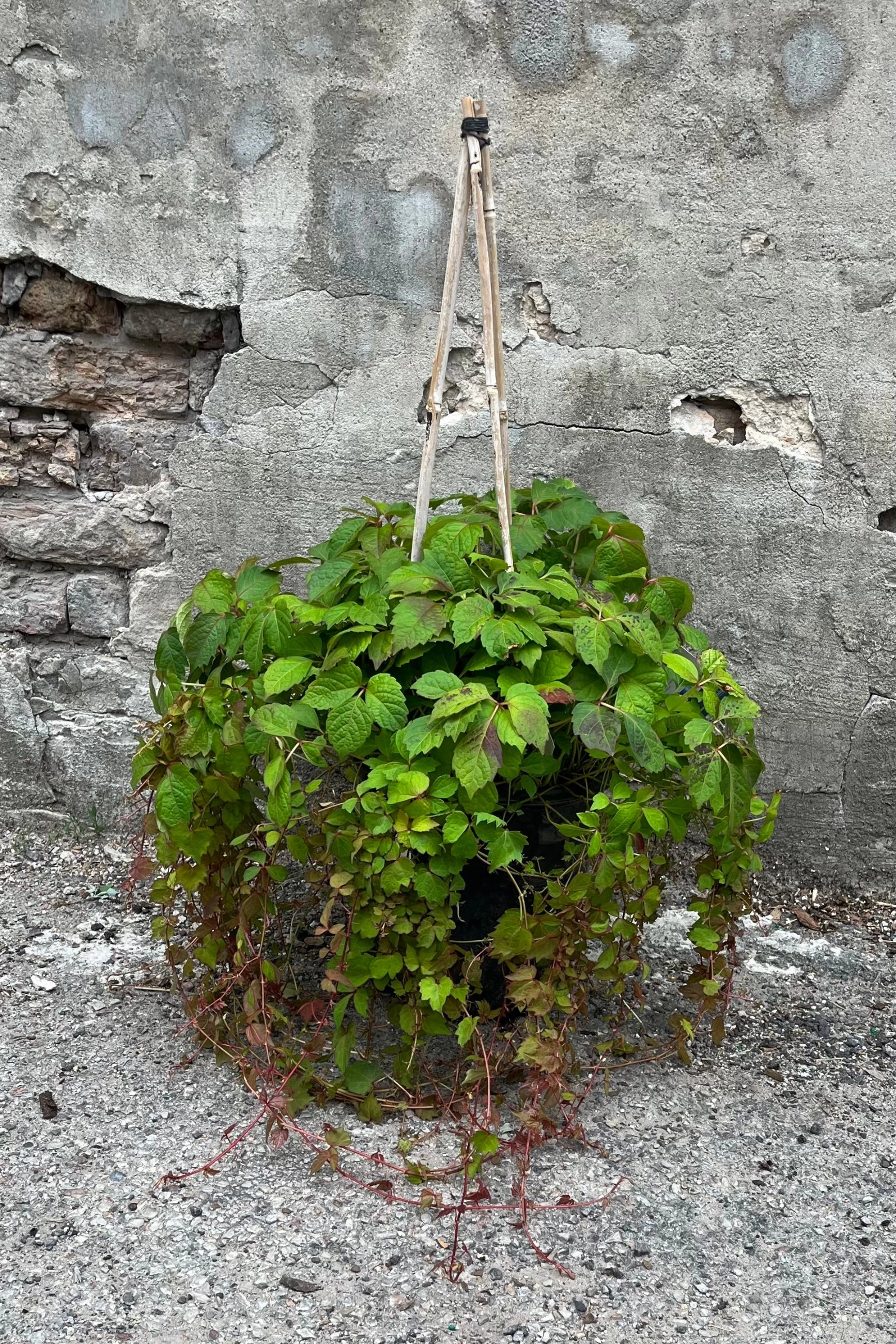 Parthenocissus tricuspidata "Boston Ivy" #2