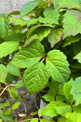 Parthenocissus tricuspidata "Boston Ivy" #2 decorative flowerpot  