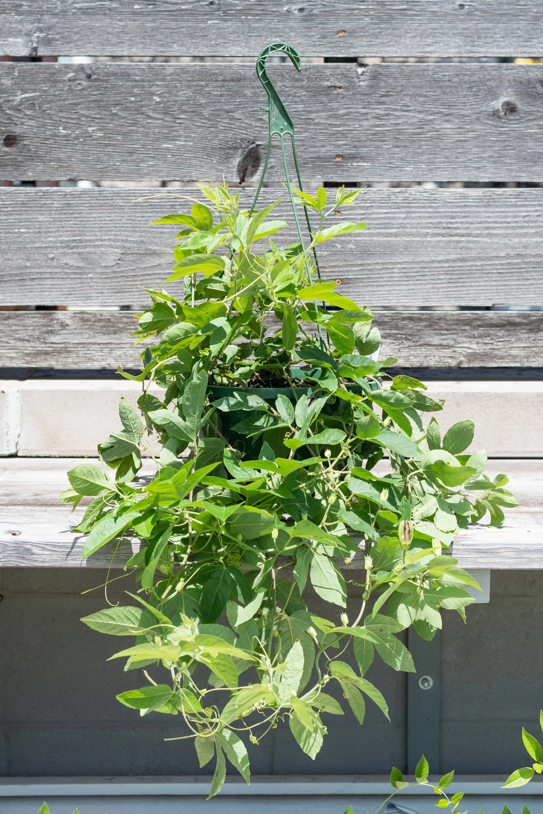Passiflora 10"
