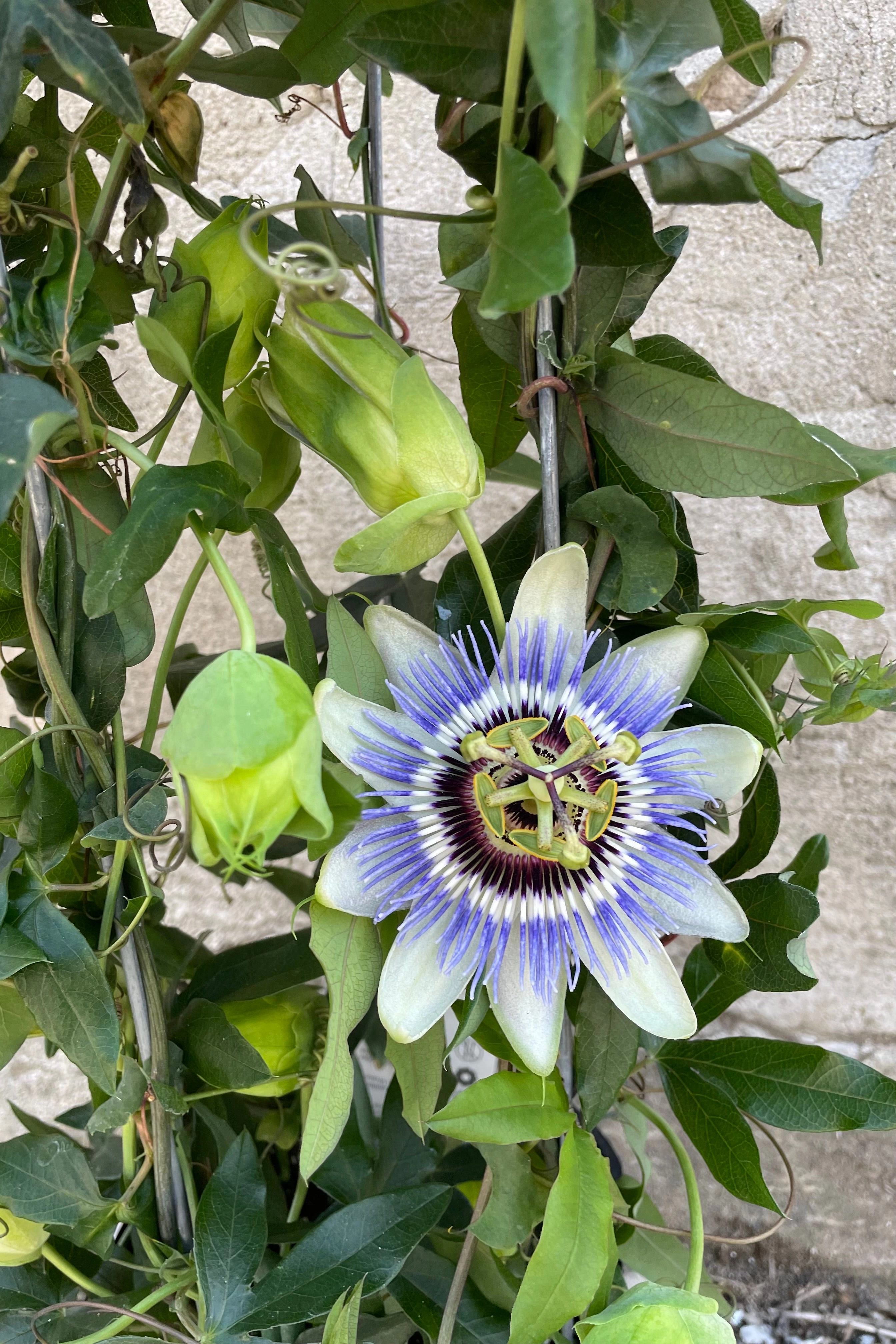 Passiflora 10"