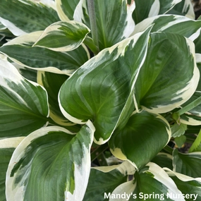 Patriot Hosta | Plantain Lily single layer plant shelf  