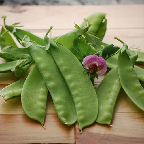 Pea, Green Beauty Seeds small flower pot  
