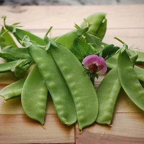 Pea, Green Beauty Seeds small flower pot  