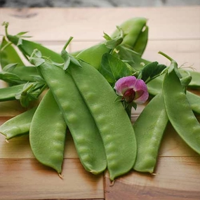 Pea, Green Beauty Seeds floating plant shelf  