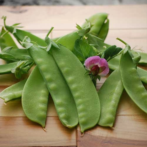 Pea, Green Beauty Seeds floating plant shelf  