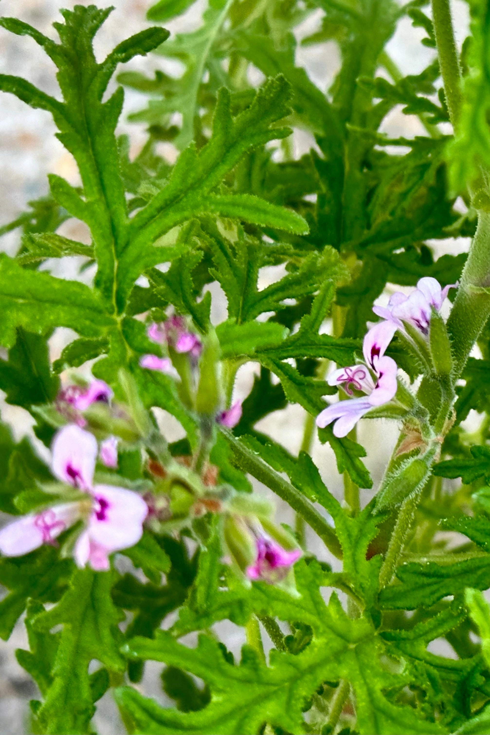 Pelargonium "Scented Geranium" 3.5"