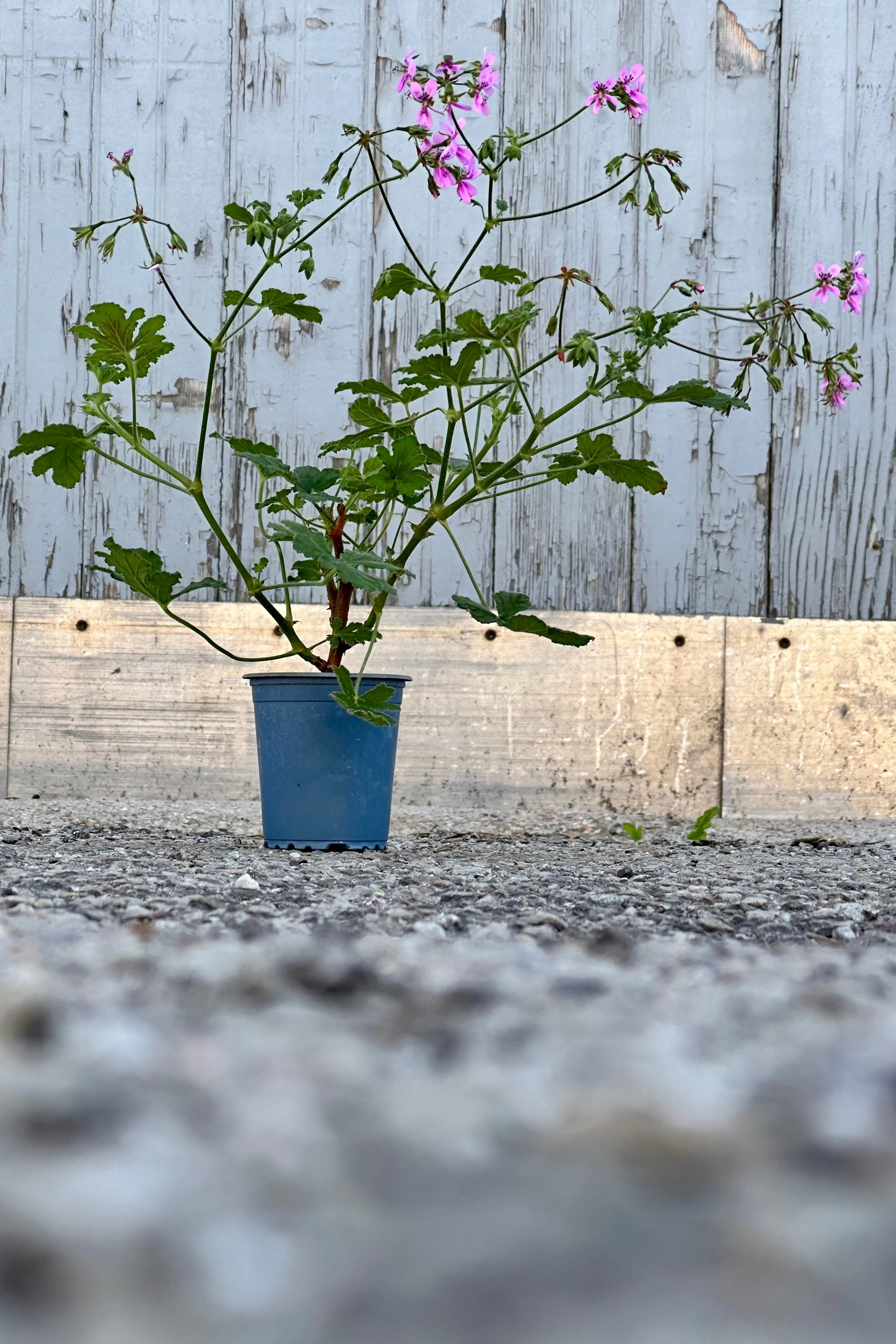 Pelargonium "Scented Geranium" 3.5"