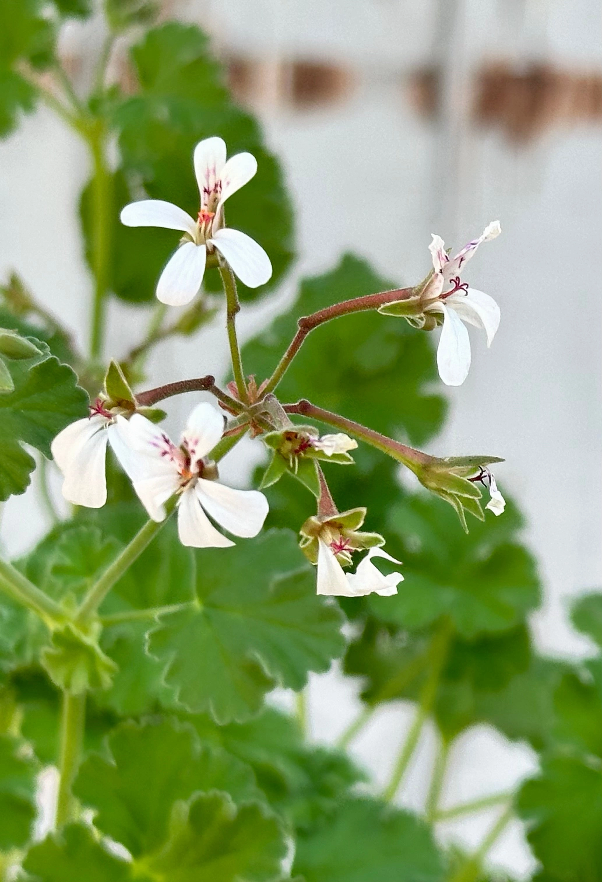Pelargonium "Scented Geranium" 3.5"