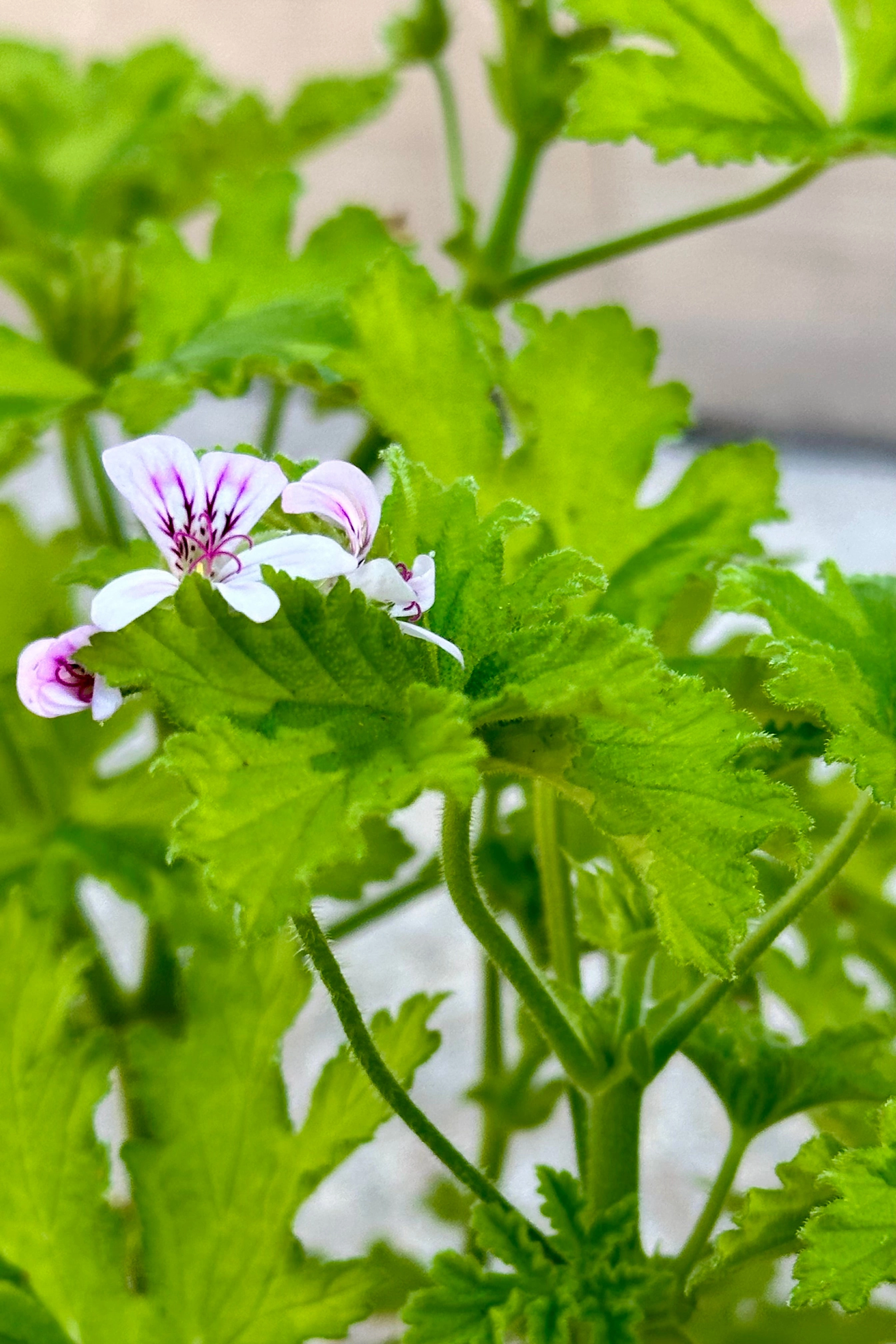 Pelargonium "Scented Geranium" 3.5"