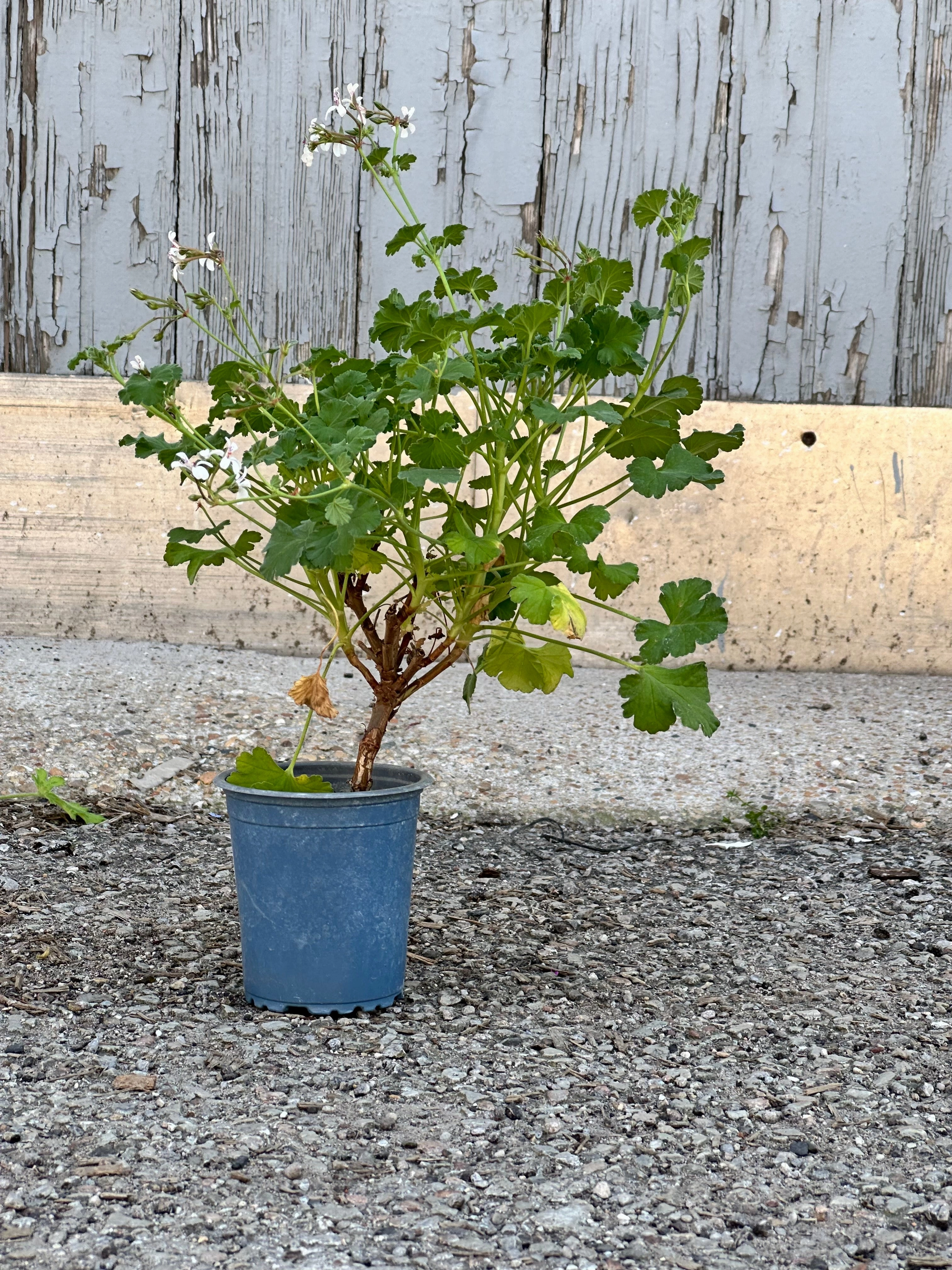 Pelargonium "Scented Geranium" 3.5"