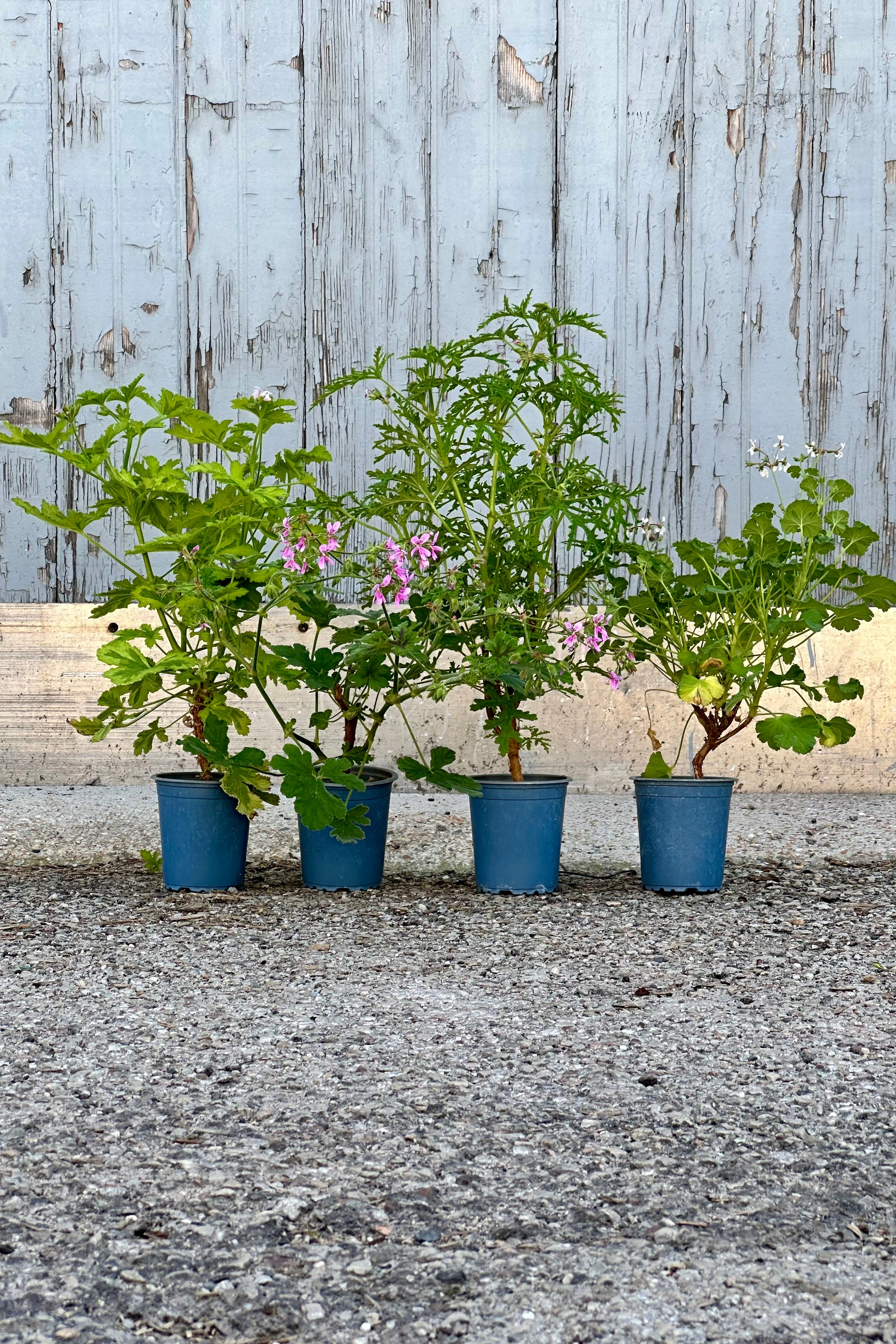 Pelargonium "Scented Geranium" 3.5"