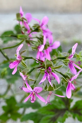 Pelargonium "Scented Geranium" 3.5" medium flower pot  