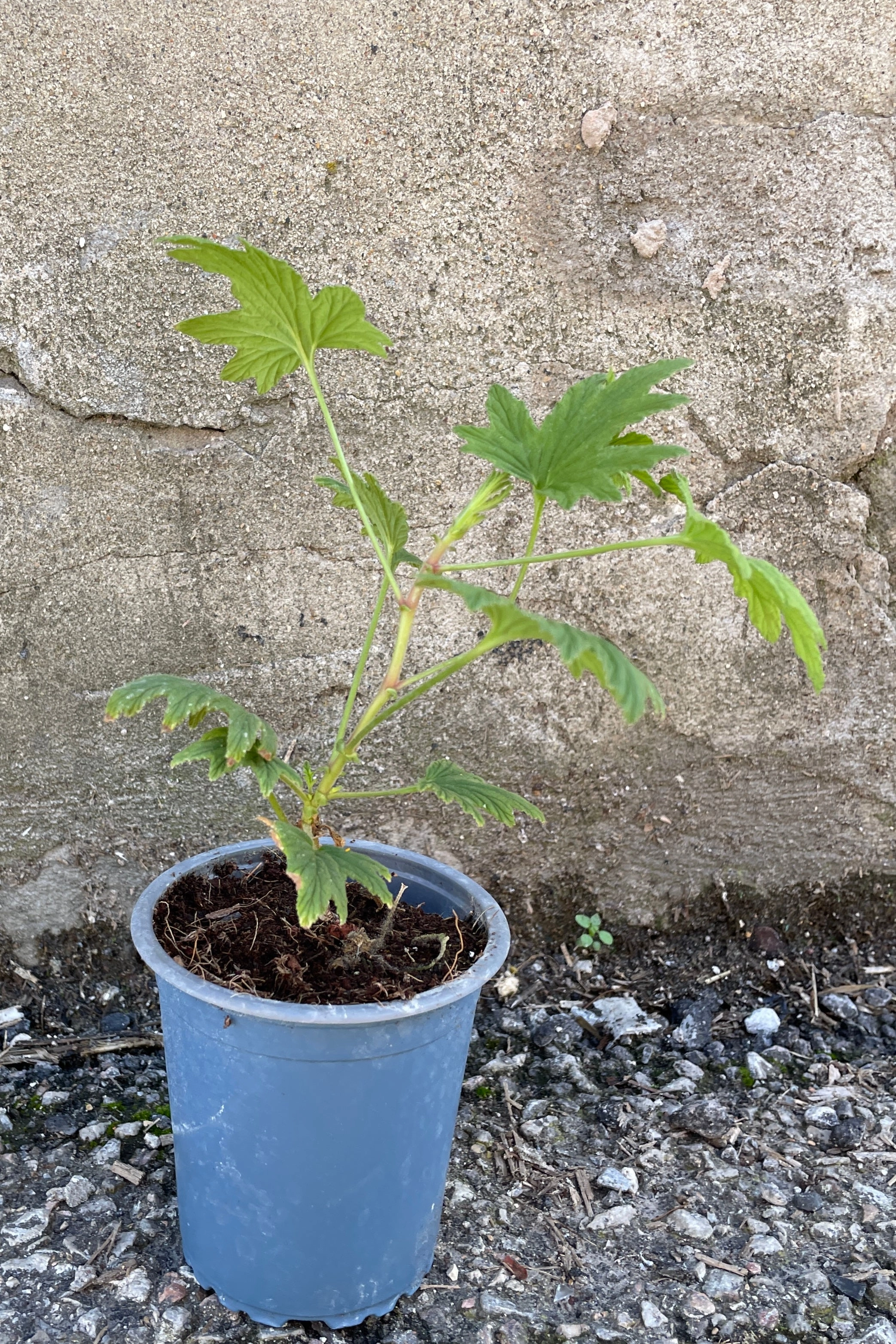 Pelargonium "Scented Geranium" 'Mabel Grey' 3.5"