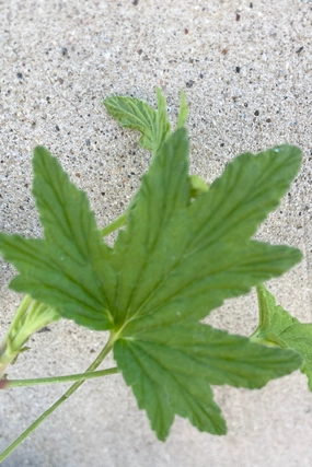 Pelargonium "Scented Geranium" 'Mabel Grey' 3.5" medium flower pot  