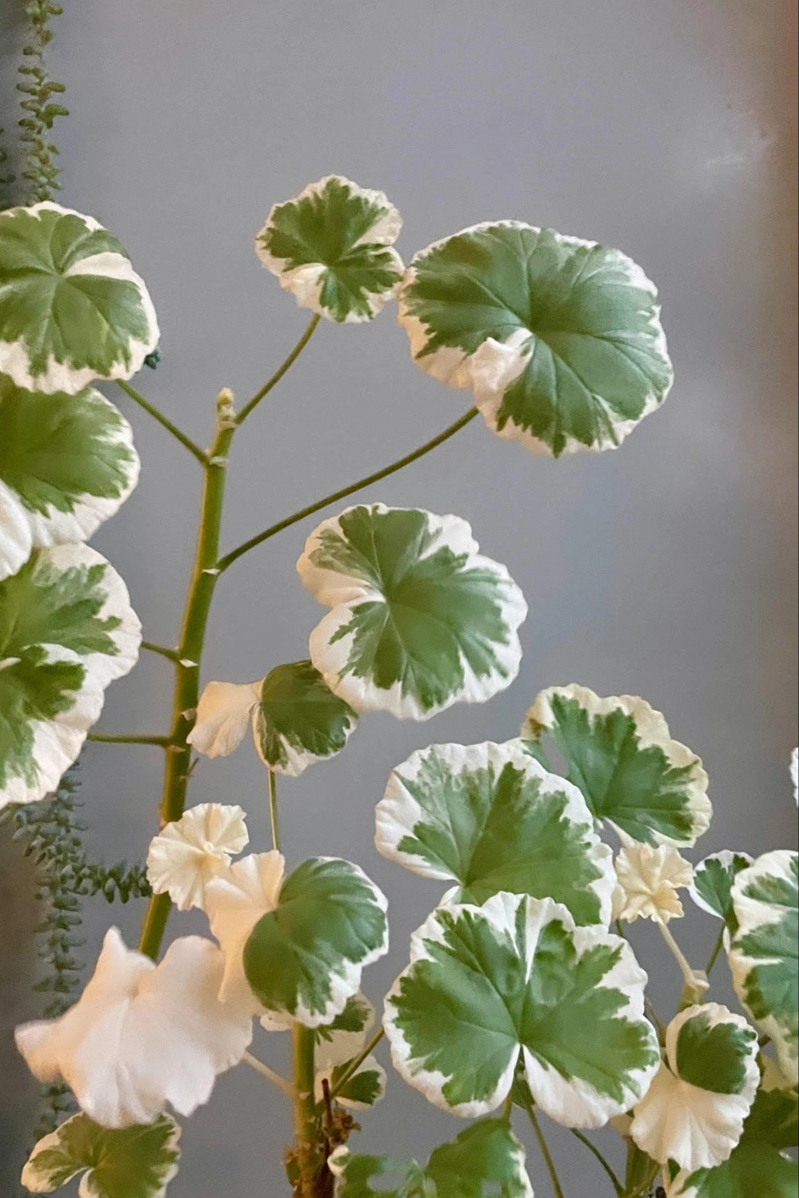 Pelargonium zonale (assorted) 4"