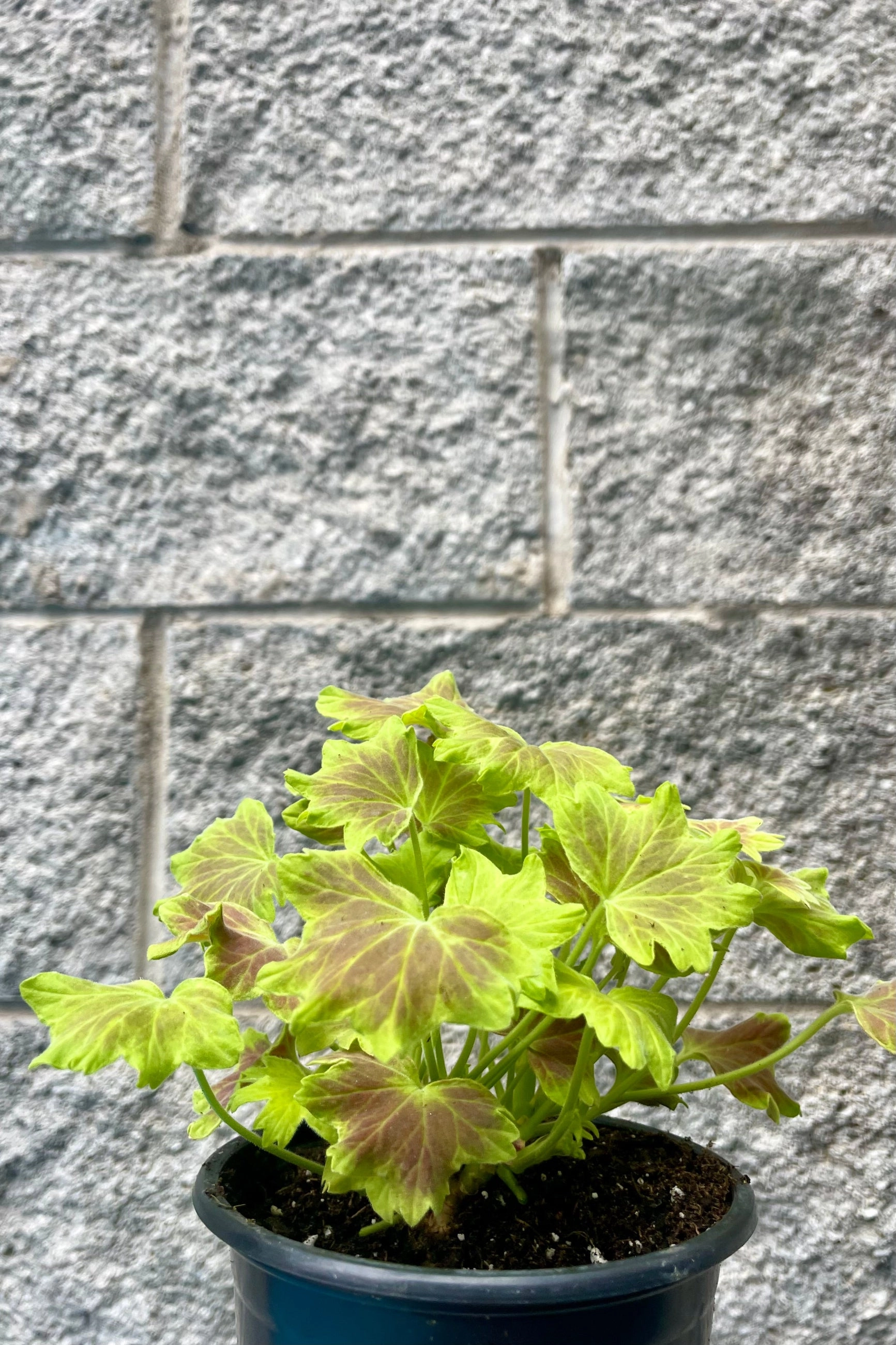 Pelargonium zonale (assorted) 4"
